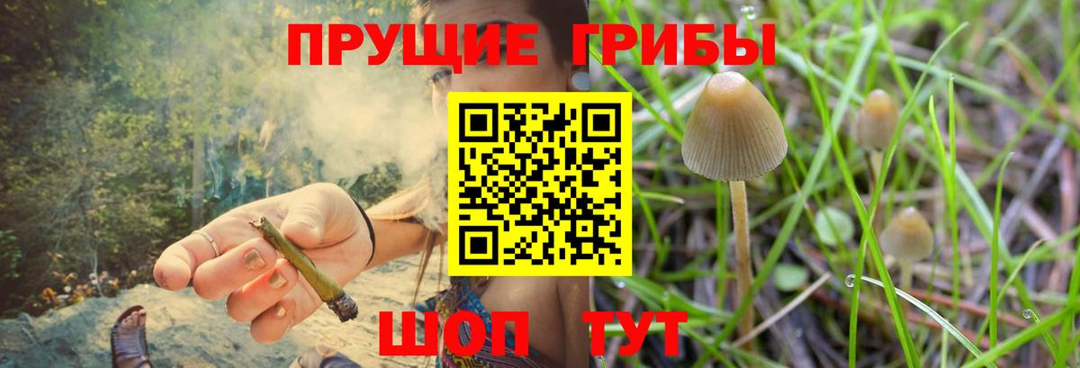 Галлюциногенные грибы Psilocybe Магнитогорск